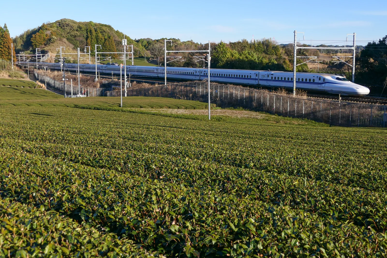 รถไฟชินคันเซ็น N700S สายโทไกโดวิ่งผ่านไร่ชาที่คิคุงาวะ ประเทศญี่ปุ่น