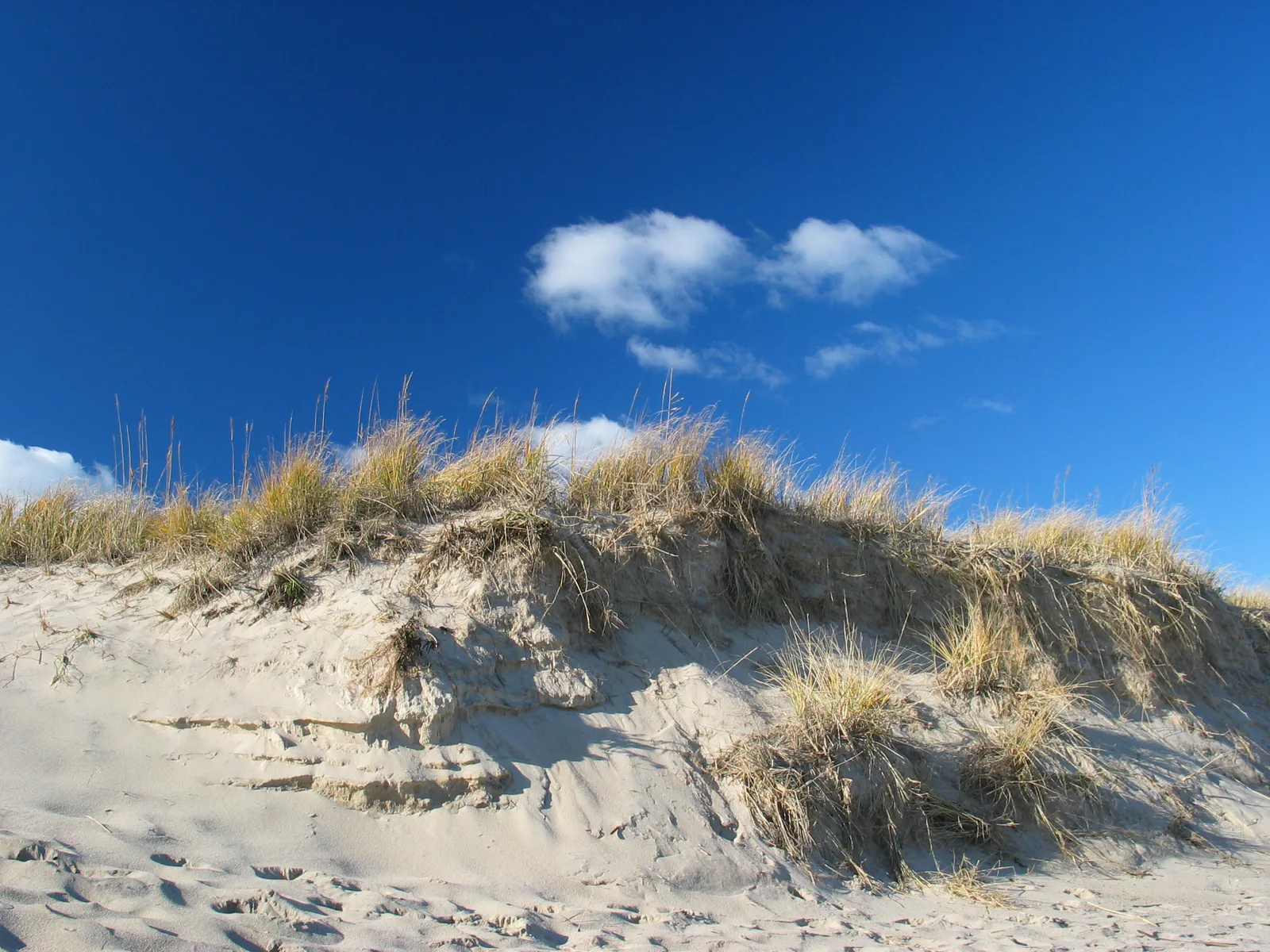เนินทรายและหญ้าชายหาดบน Cape Cod ใกล้เมือง Provincetown เดือนธันวาคม 2005