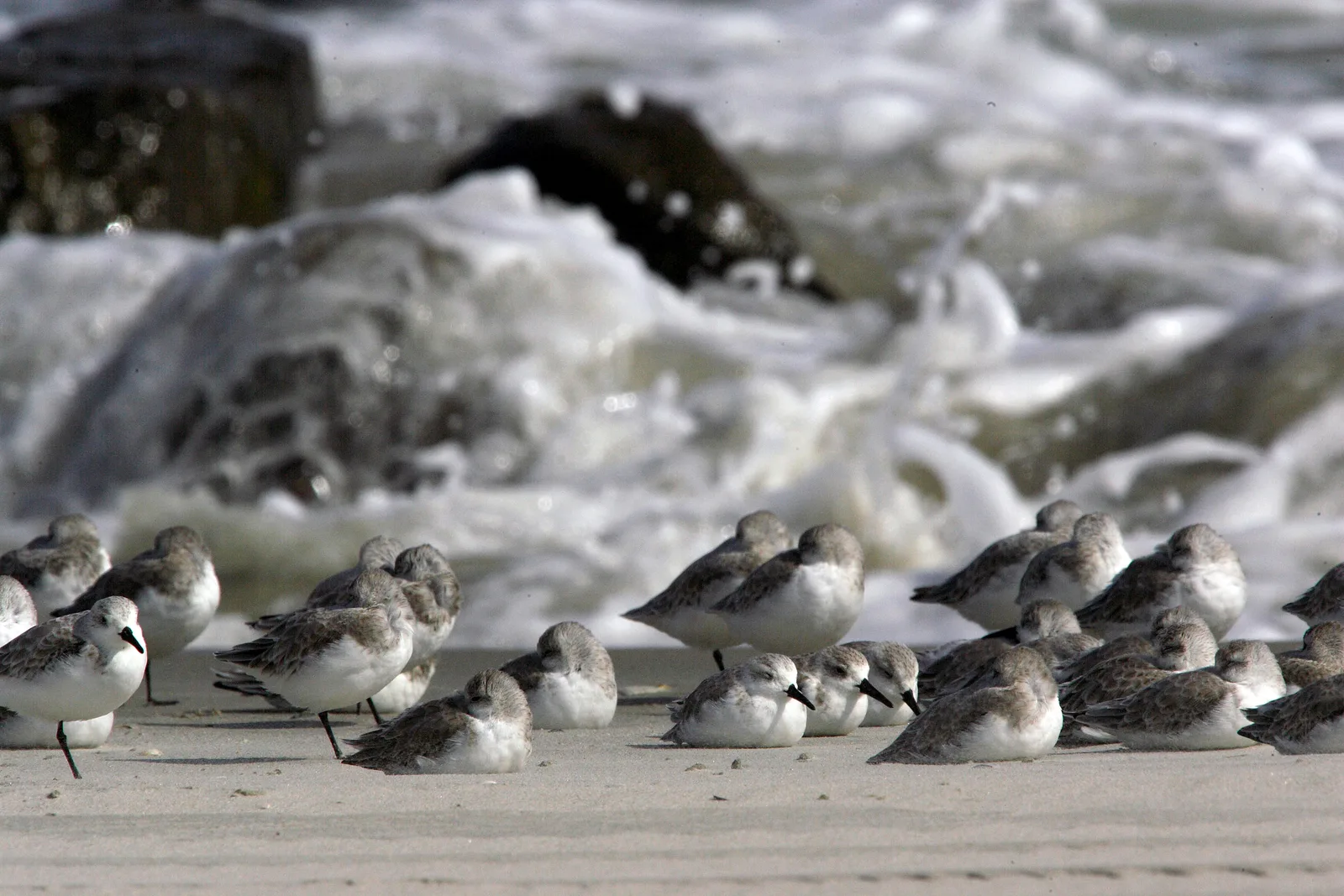 ฝูงนก Sanderling ยืนบนหาดทรายริมคลื่นที่ Stone Harbor รัฐนิวเจอร์ซีย์