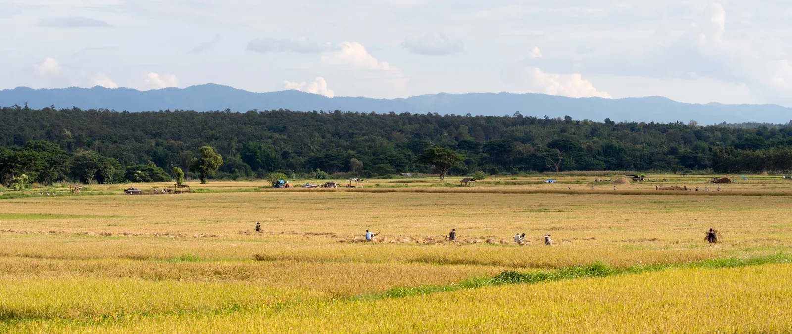ชาวนาเกี่ยวข้าวในอำเภอวังเหนือ จังหวัดลำปาง ภาพปี 2013