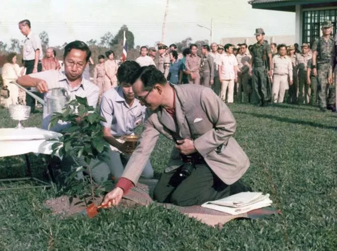 ภาพเก่าการปลูกต้นพิกุล ประกอบองค์ความรู้เรื่องศูนย์ศึกษาการพัฒนาพิกุลทอง