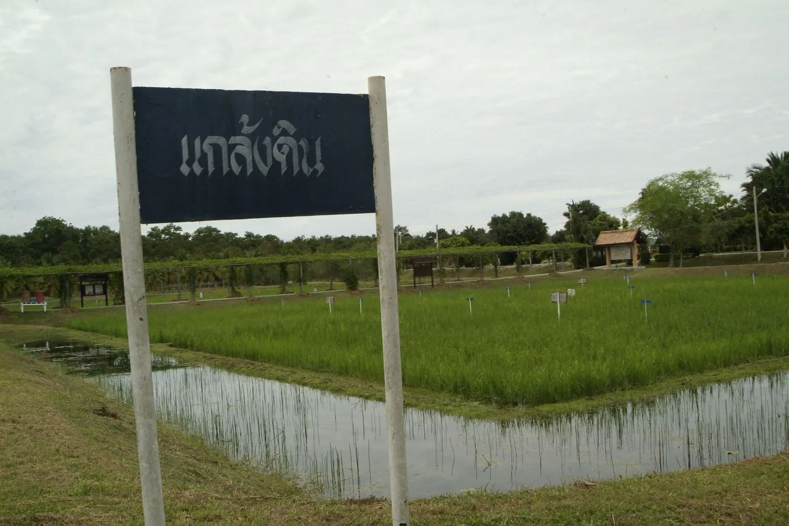 แปลงสาธิตโครงการแกล้งดิน ในศูนย์ศึกษาการพัฒนาพิกุลทอง